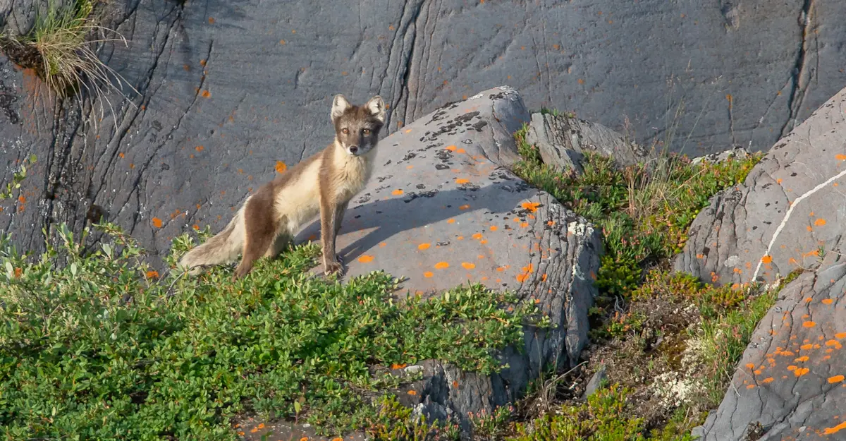Arctic fox, Churchill, Canada.