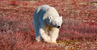 Polar bear, Churchill, Manitoba.