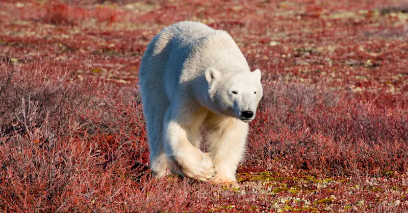 Polar bear, Churchill, Manitoba.