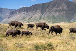 Bison, Waterton Lakes National Park, Alberta.