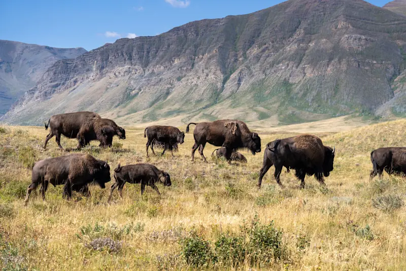 Bison, Waterton Lakes National Park, Alberta.