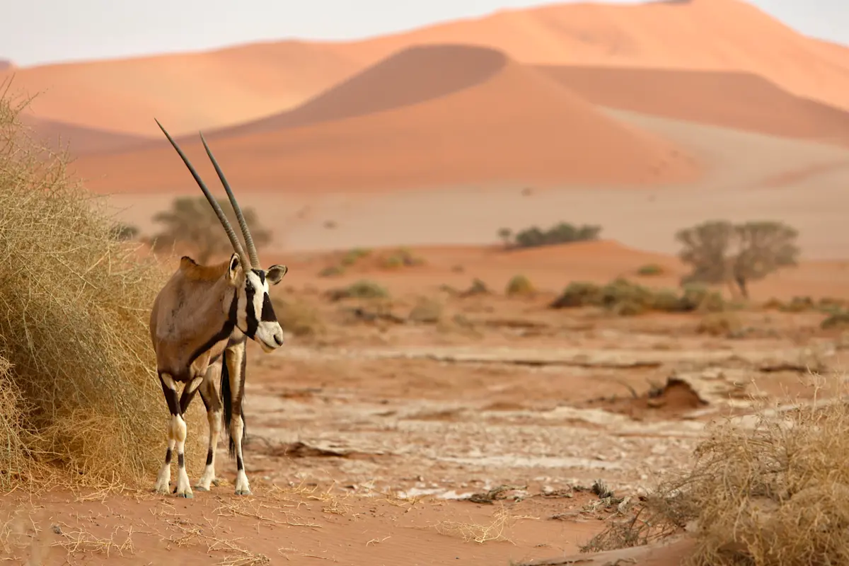 Oryx, Sossusvlei, Namibia.