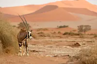 Oryx, Sossusvlei, Namibia.