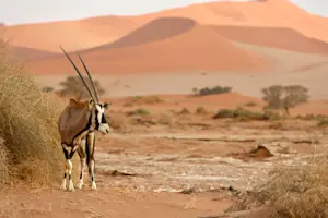 Oryx, Sossusvlei, Namibia.
