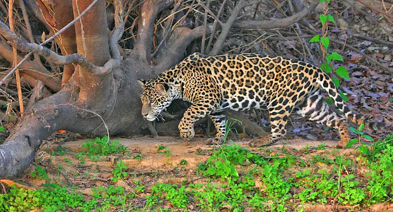 Slideshow Image