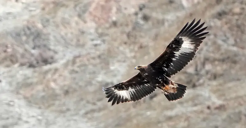 Golden eagle, Leh, India.