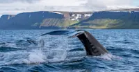 Whale tails, Iceland.