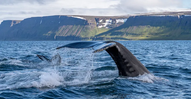 Whale tails, Iceland.