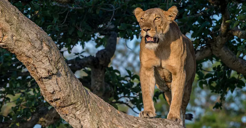 Tree-climbing lion, Uganda.