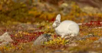 Arctic hare, Churchill, Manitoba, Canada.