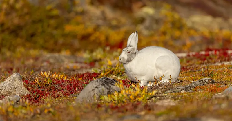Arctic hare, Churchill, Manitoba, Canada.