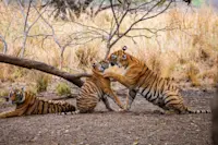 Bengal Tiger and cubs in India.