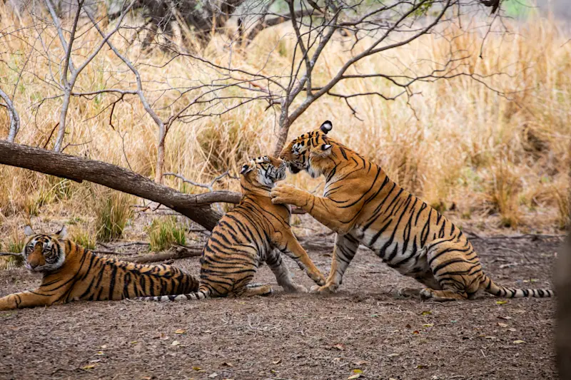 Bengal Tiger and cubs in India.