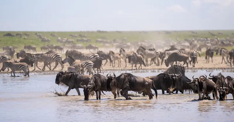 Wildebeest and zebras, Serengeti National Park, Tanzania.