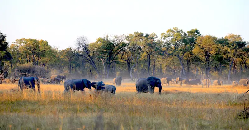 Elephants, Khwai Private Reserve, Botswana.