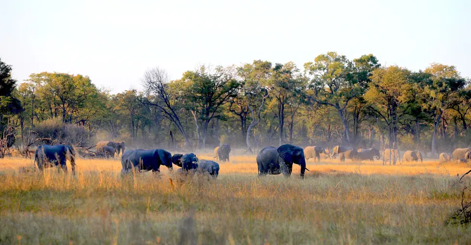 Elephants, Khwai Private Reserve, Botswana.