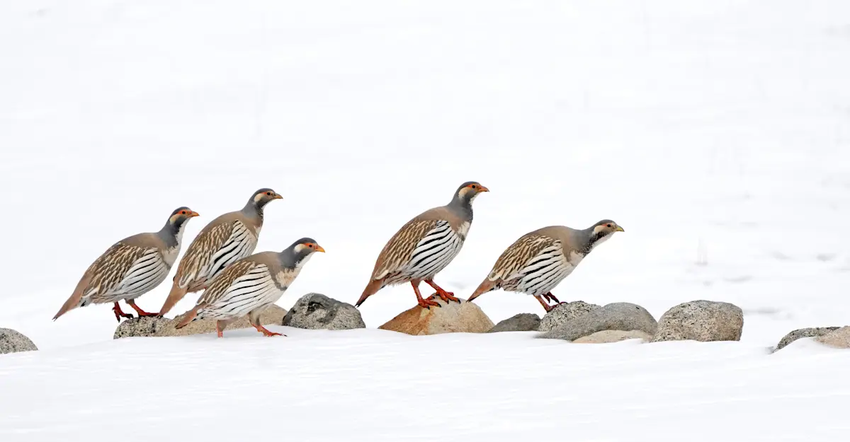 Tibetan Snowcock, Ladakh.