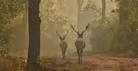Swamp deer"Barasingha"