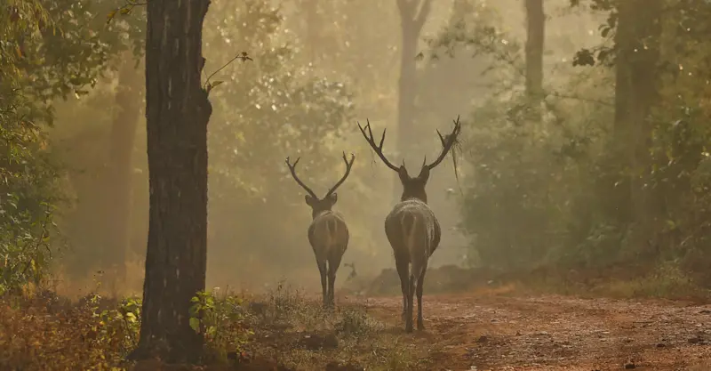 Swamp deer"Barasingha"