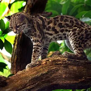 Beforeyougo|South-America|Brazil|Margay_preview