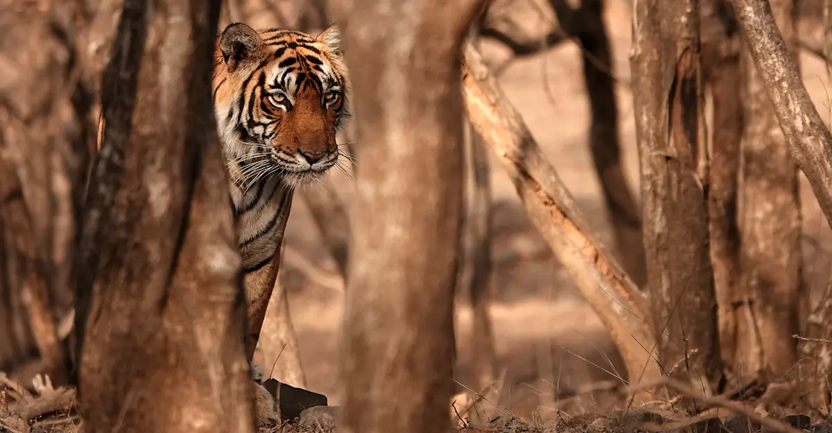 Tiger, India.