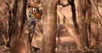 Tiger, India