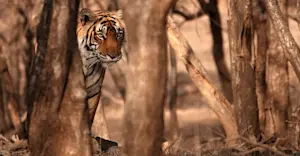 Tiger, India