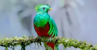 Resplendent Quetzal