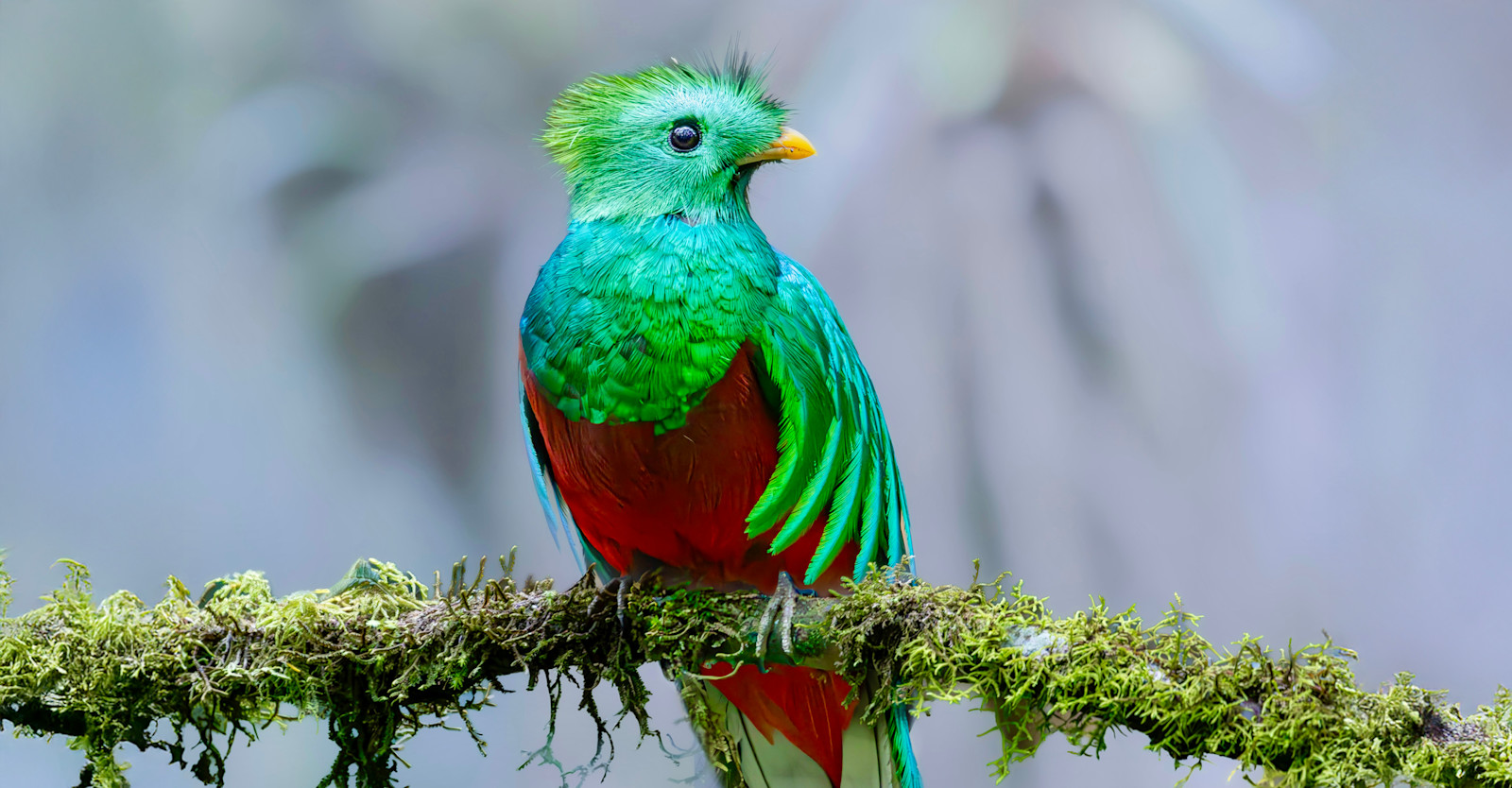 Resplendent Quetzal