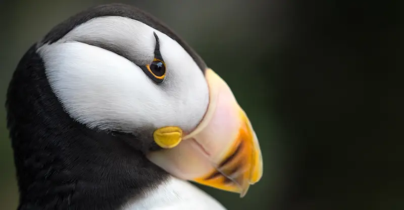 Horned Puffin, Resurrection Bay, Alaska.