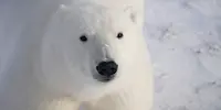 Polar bear, Churchill, Manitoba.