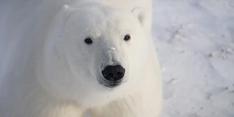 Polar bear, Churchill, Manitoba.