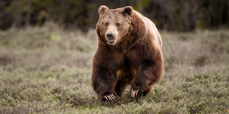 Grizzly bear, Yellowstone National Park, Wyoming.