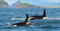 Killer whales, Iceland.