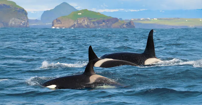 Killer whales, Iceland.