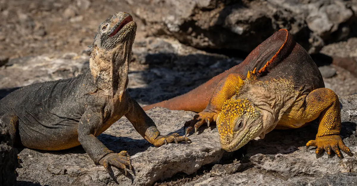 Marine iguanas, Galapagos Islands, Ecuador.