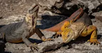 Marine iguanas, Galapagos Islands, Ecuador.