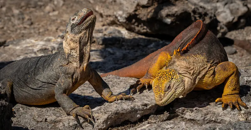 Marine iguanas, Galapagos Islands, Ecuador.