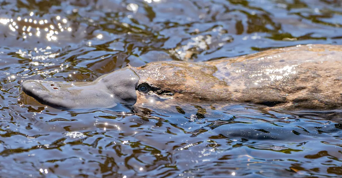 Platypus.