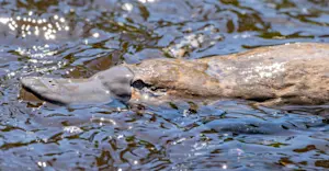 Platypus