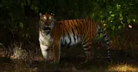 Slideshow Thumbnail 8 of 18