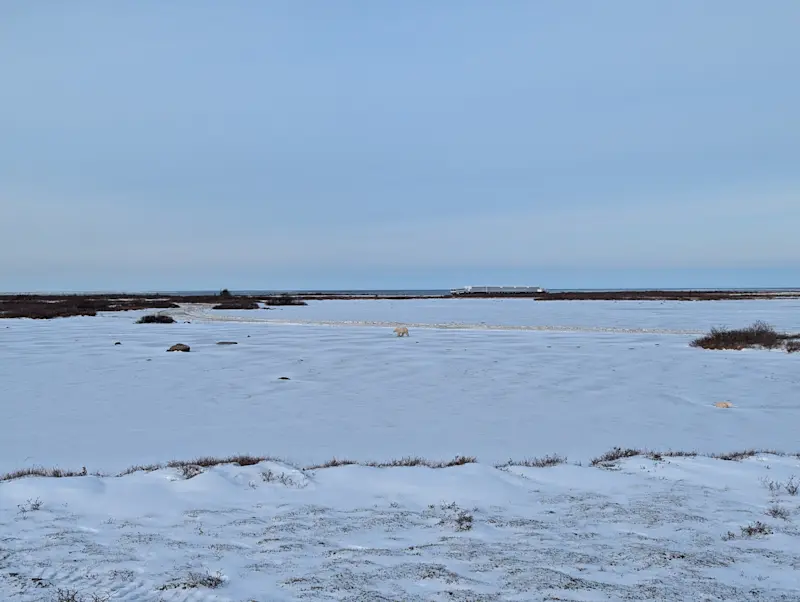 Polar bear viewing in Churchill.