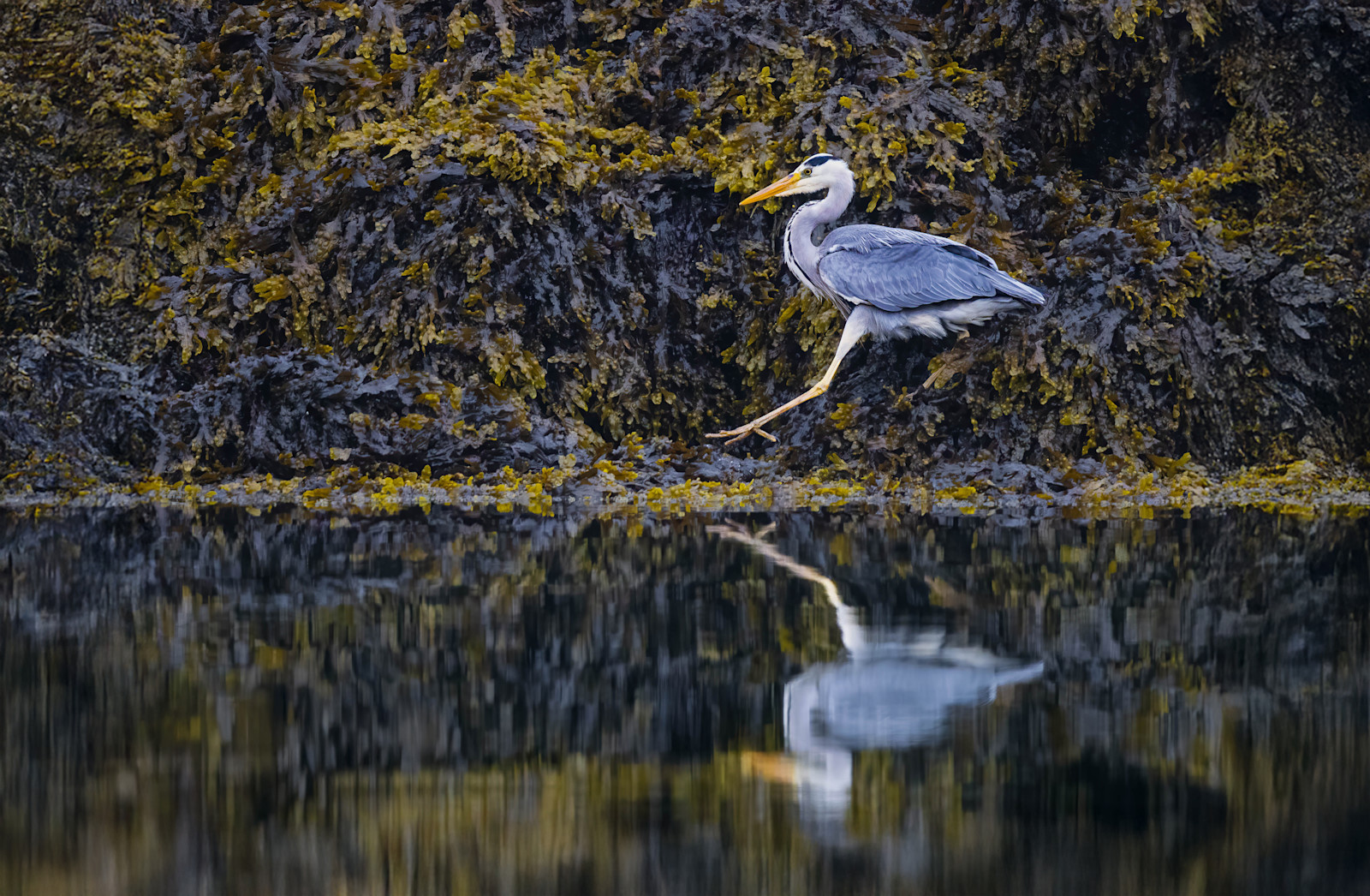 Grey heron, Scotland.
