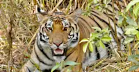 While atop an elephant, we found this tigress lying down for her midday catnap in India.