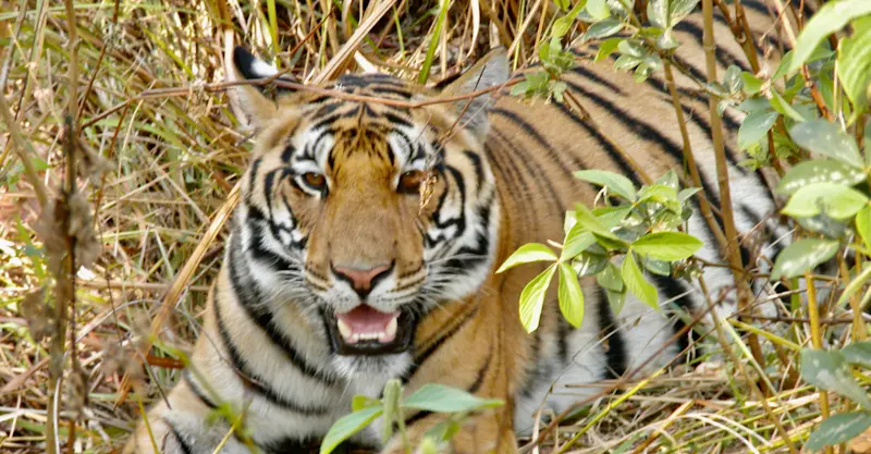 While atop an elephant, we found this tigress lying down for her midday catnap in India.
