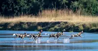 African wild dogs, South Luangwa National Park, Zambia.