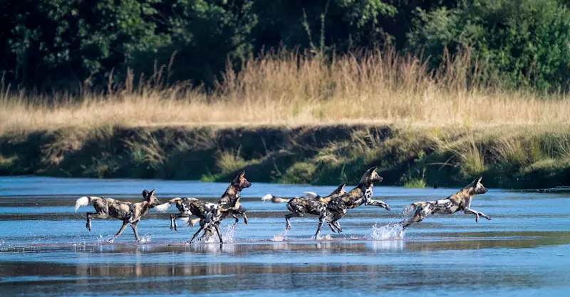 African wild dogs, South Luangwa National Park, Zambia.
