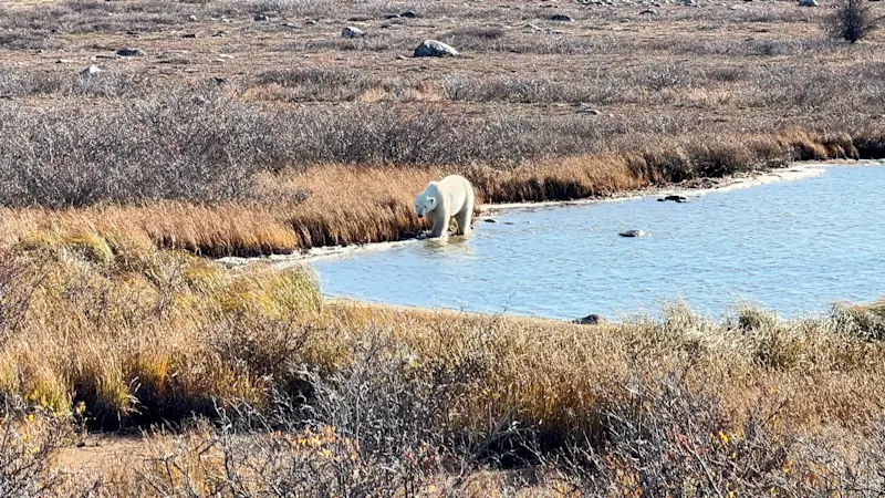 Witnessing power and grace up close, Churchill, Manitoba, Canada.