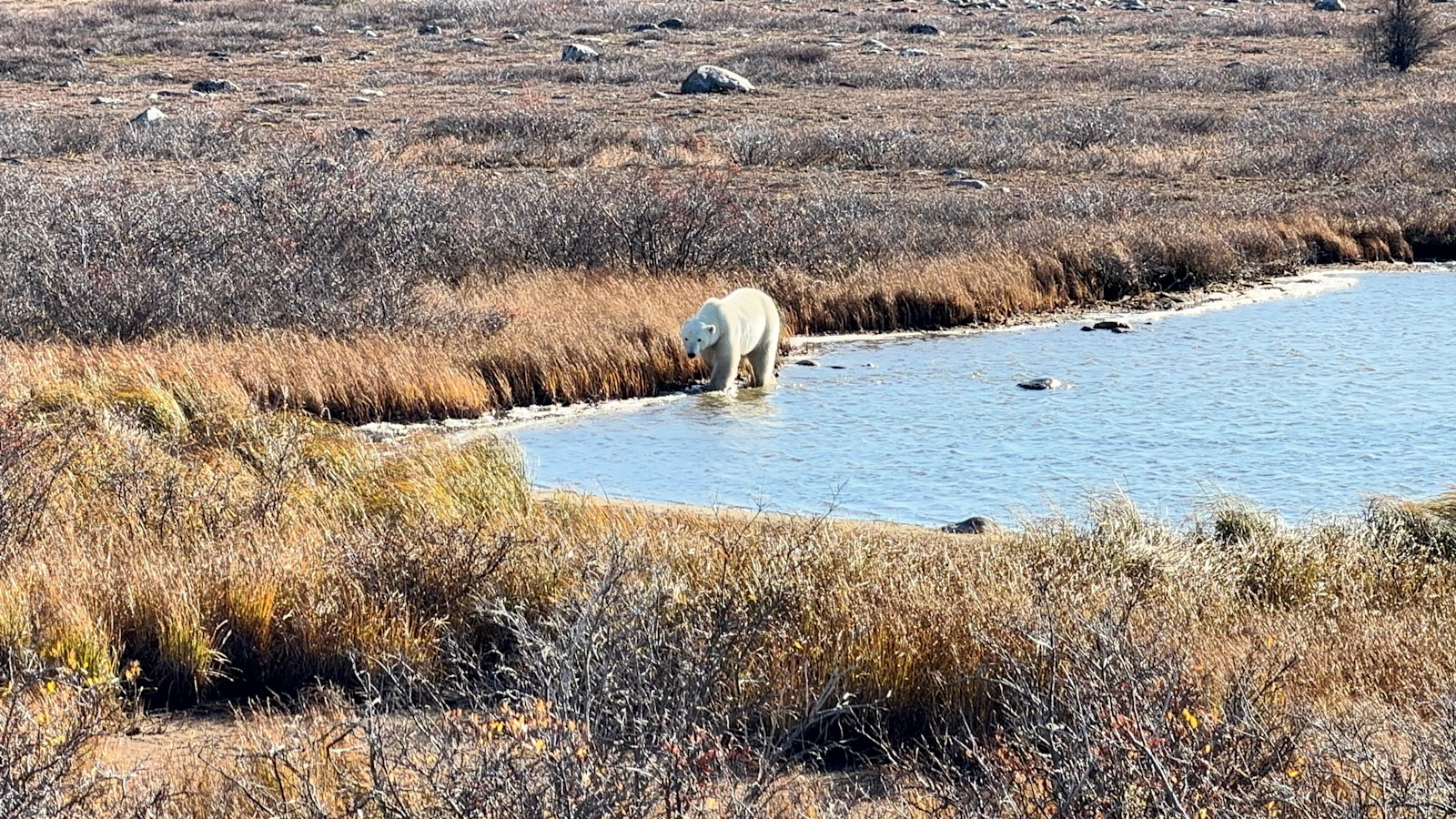 Witnessing power and grace up close, Churchill, Manitoba, Canada.