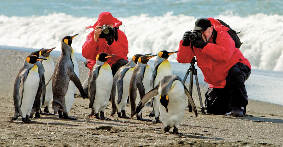 Travelers photographing king penguins, South Georgia Island.